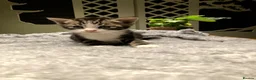 Mixed Breed cats for sale: KITTENS! Batch of Cuties for sale in Basinsgtoke - Advert 31