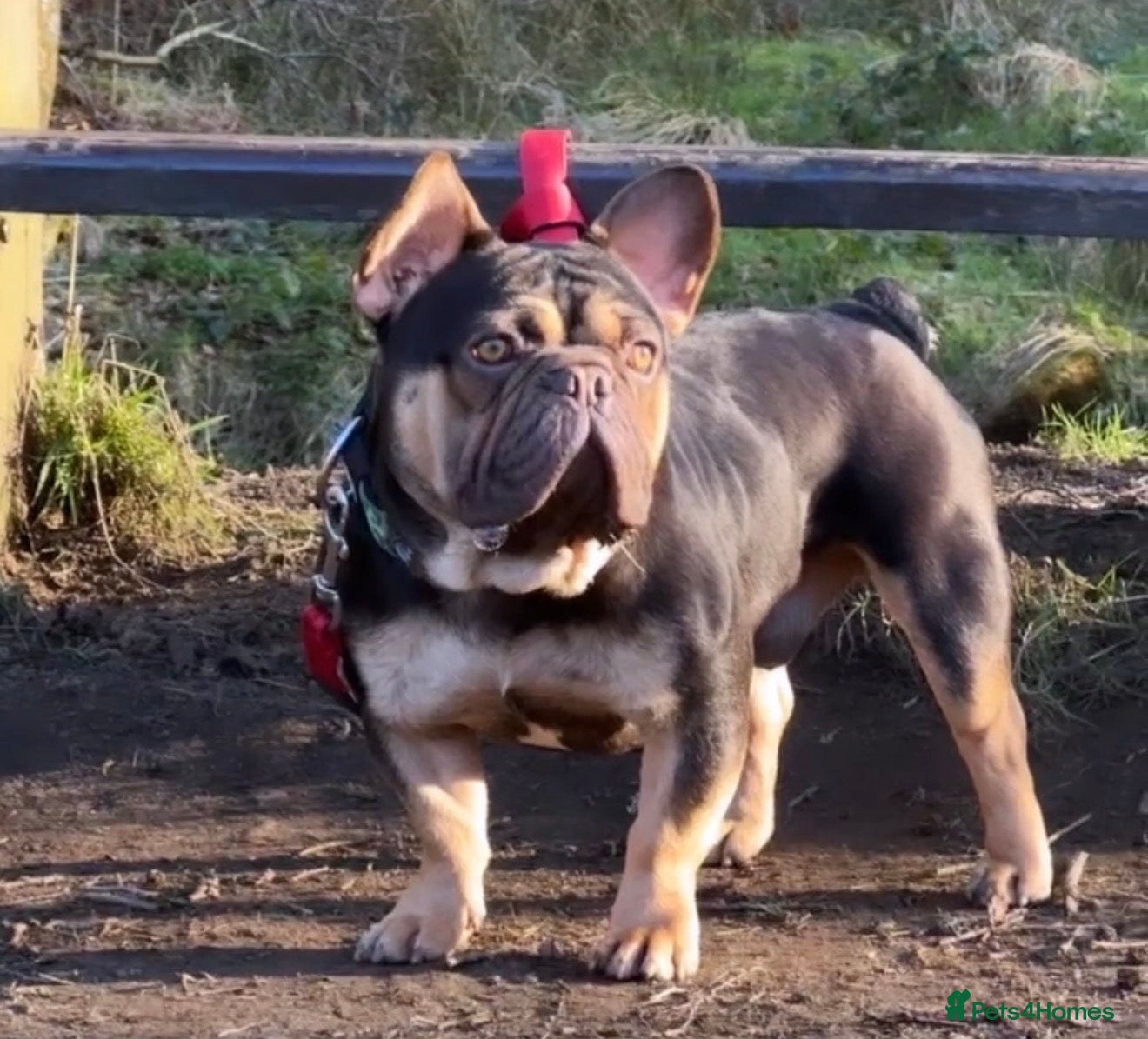 French Bulldog dogs Mr Nero Jnr  - Advert 1