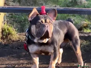 French Bulldog dogs Mr Nero Jnr - Advert 1