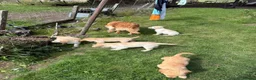 Golden Retriever dogs for sale: Golden Retriever Puppies  - Advert 6