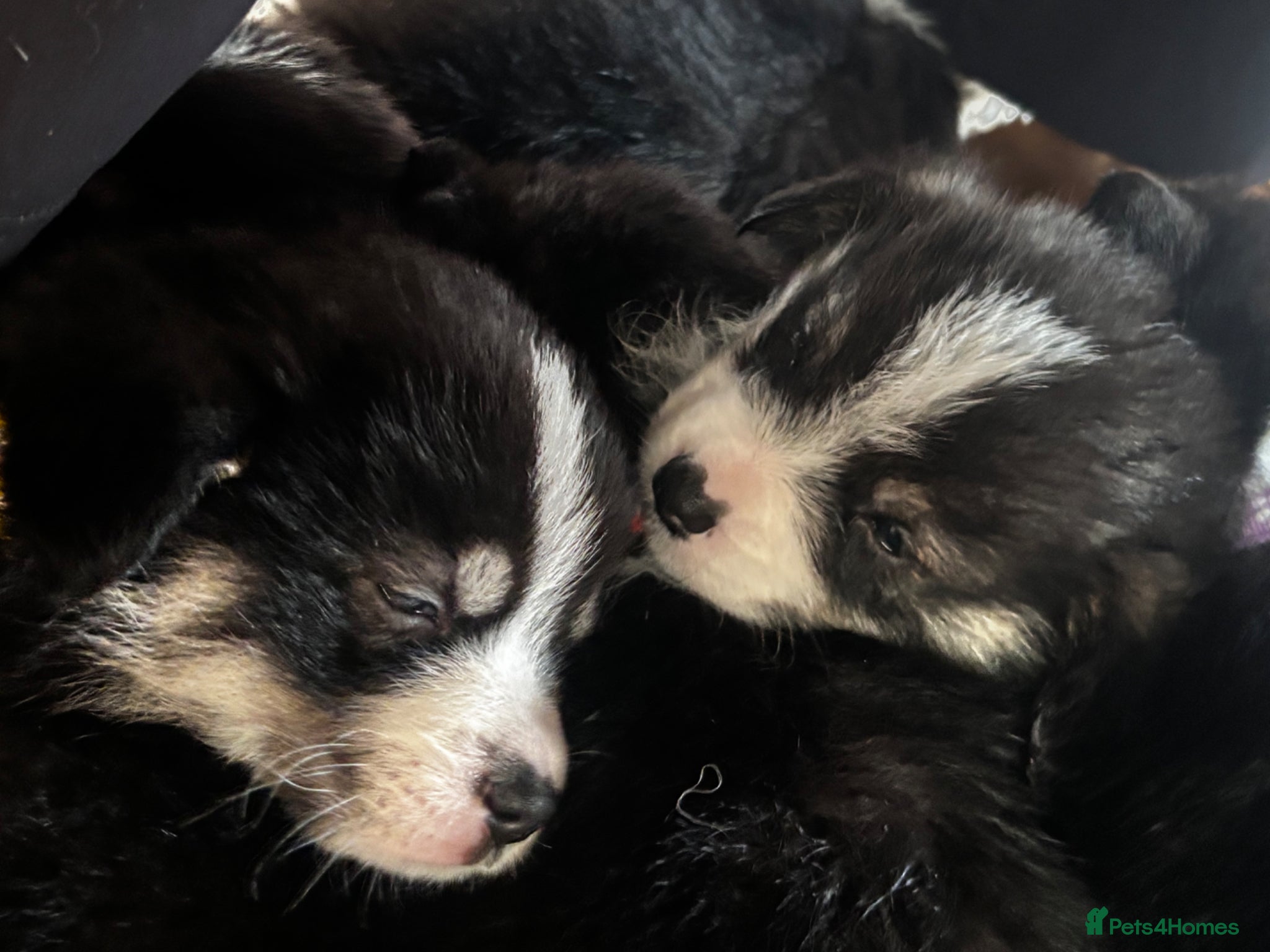 Welsh Corgi Pembroke dogs for sale: Stunning champion breed Tri Corgi Puppies  - Advert 6