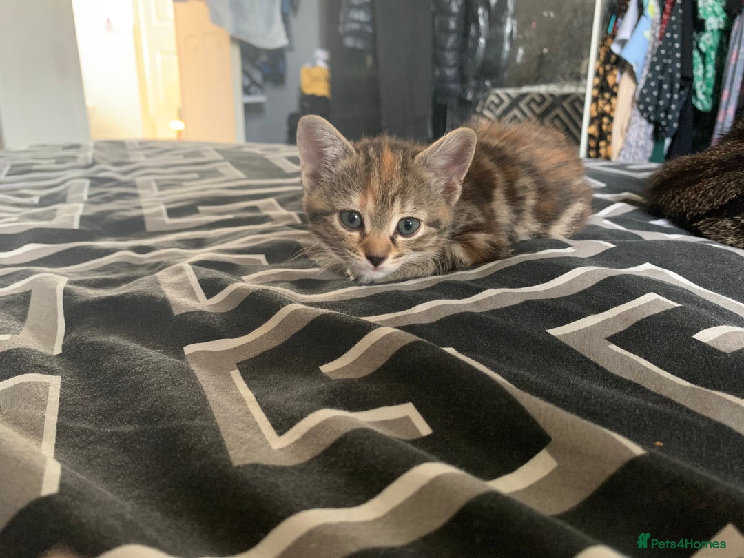 Mixed Breed cats for sale: 2 male 1female. Grey tabby, tabby, black and white - Image 9