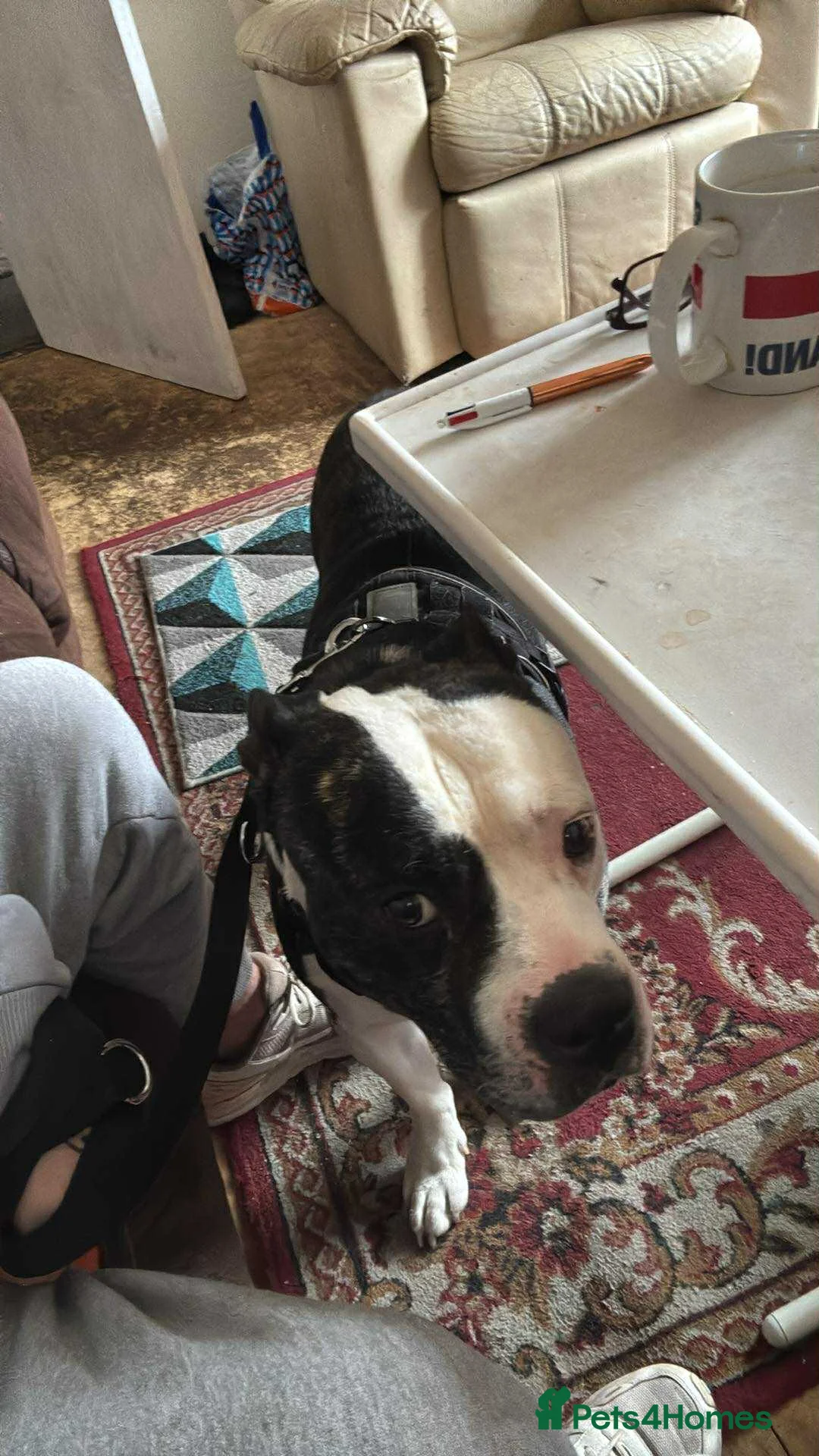 Mixed Breed dogs for sale: Large dog for sale  - Advert 1