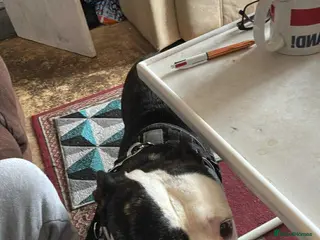 Mixed Breed dogs Large dog for sale - Advert 1