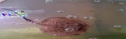 Live Bearers fish for sale: Male stingray pup - Advert 1