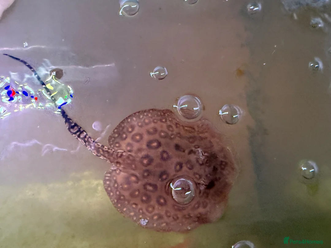 Live Bearers fish for sale: Male stingray pup - Advert 1