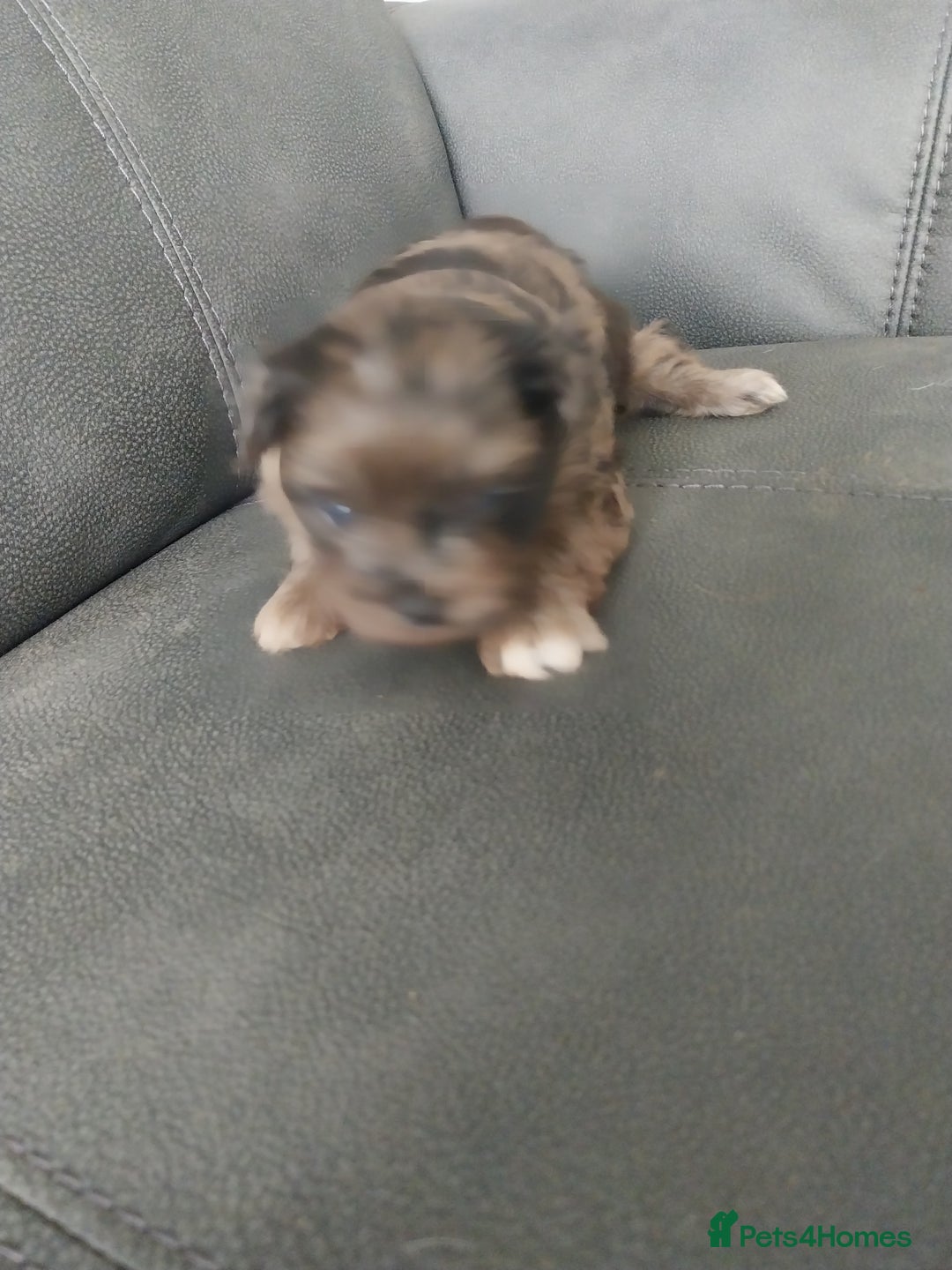 Mixed Breed dogs for sale: Pomeranian/terriorx  - Image 7