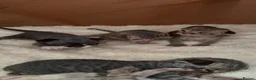 Devon Rex cats for sale: 2026 Devon Rex litters  - Advert 27