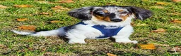 Dachshund dogs for sale: Last little boy BLACK&TAN LONG HAIRED  - Advert 4