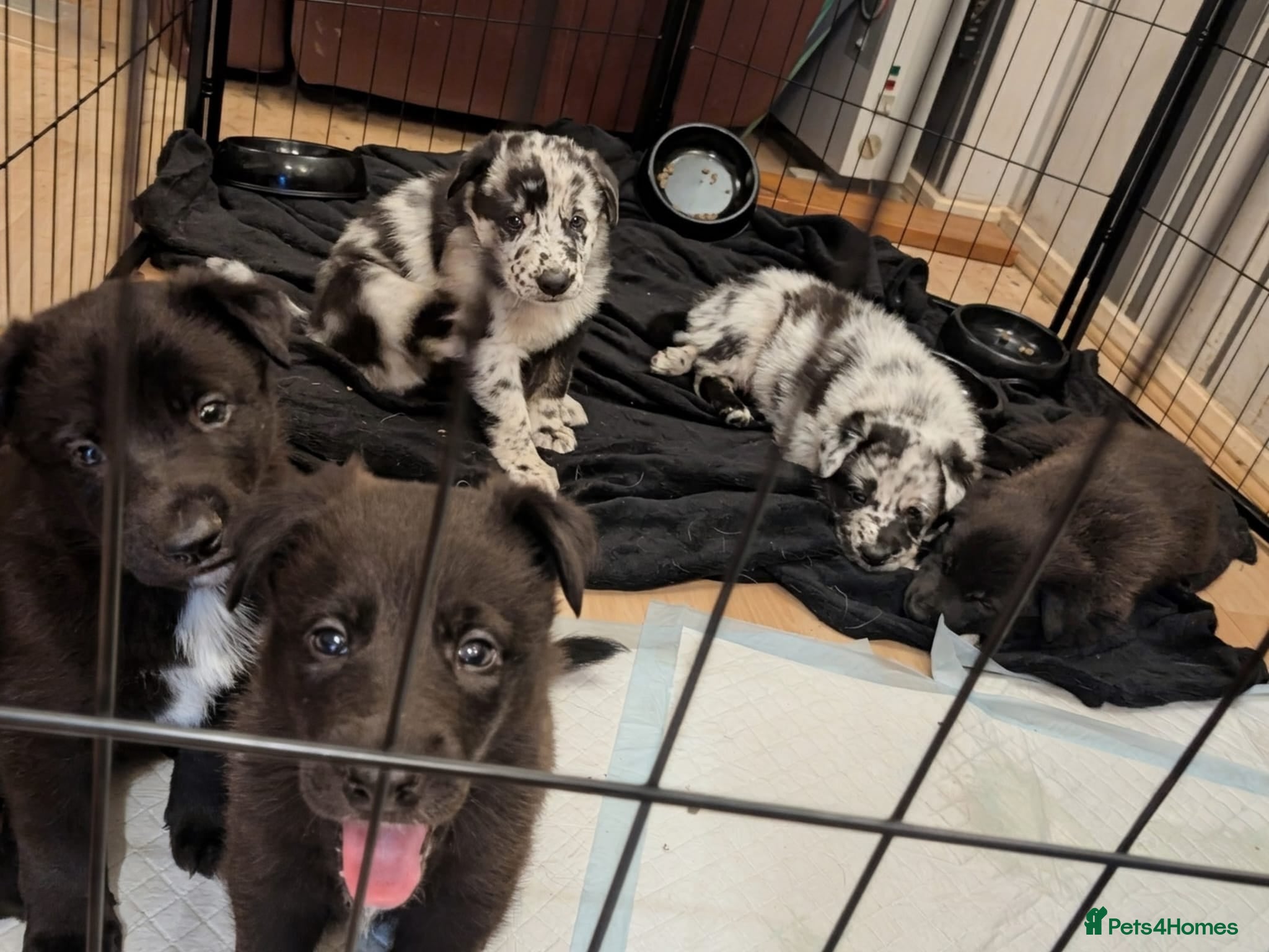 Mixed Breed dogs Shollie puppies  - Advert 2