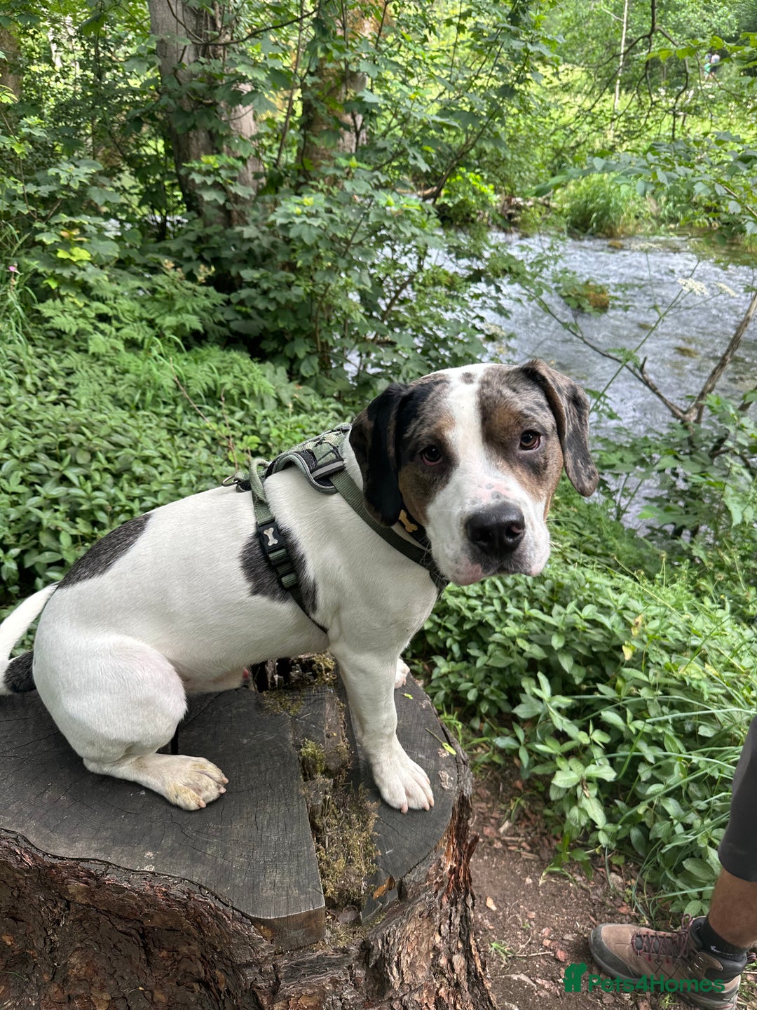 Mixed Breed dogs for sale: Meet Thor  - Image 4