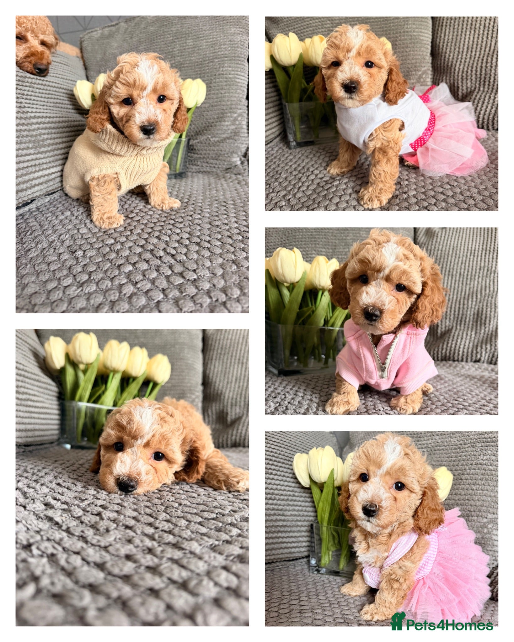 Maltipoo dogs ONLY. LAST GIRL 🐩‼️Maltipoo F1B ‼️ - Advert 3
