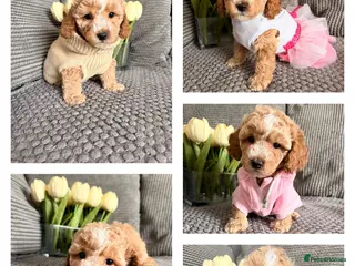 Maltipoo dogs ONLY. LAST GIRL 🐩‼️Maltipoo F1B ‼️ - Advert 3