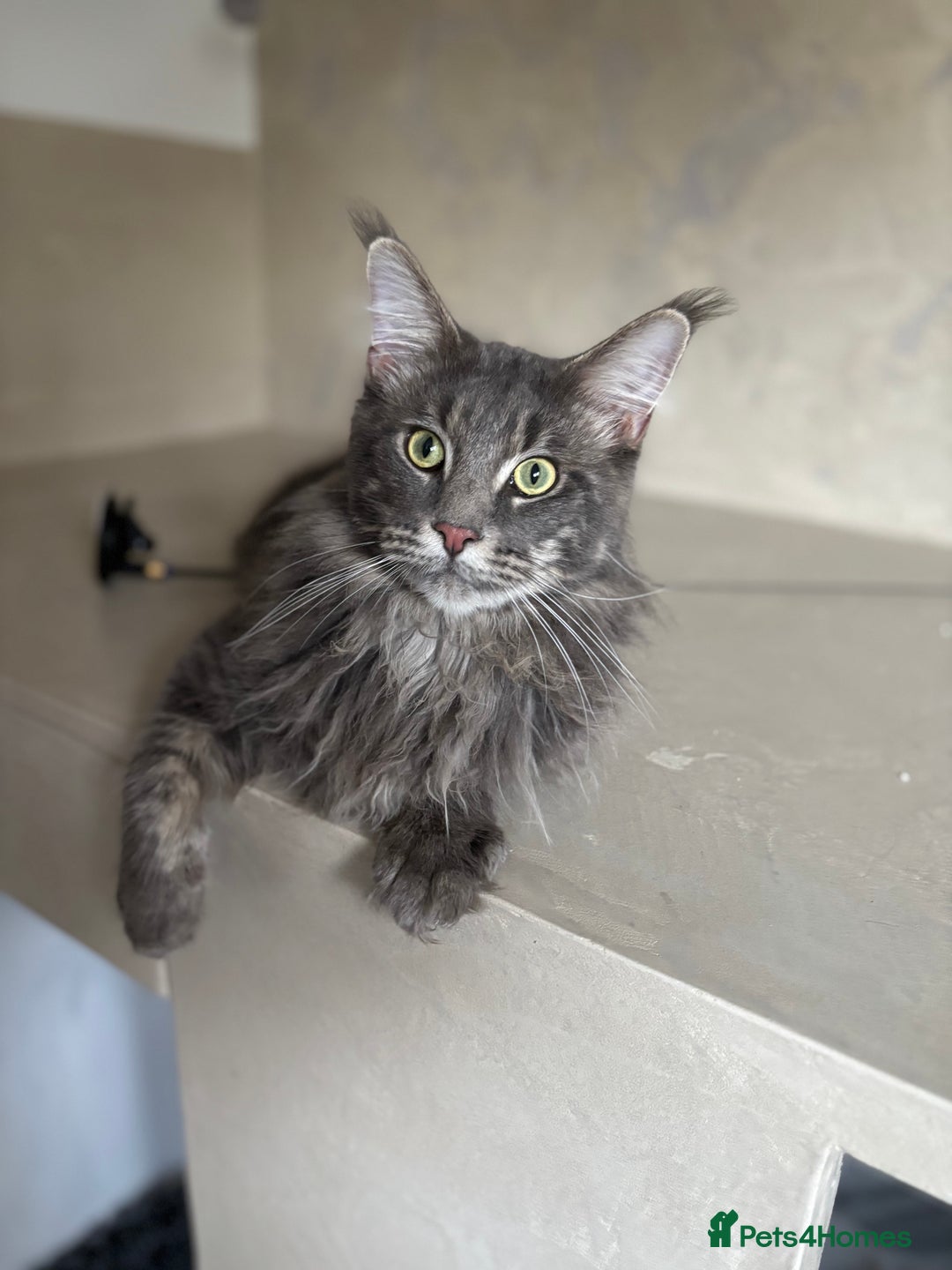 Maine Coon cats for sale: GCCF-Registered Maine Coon Kittens - Advert 9