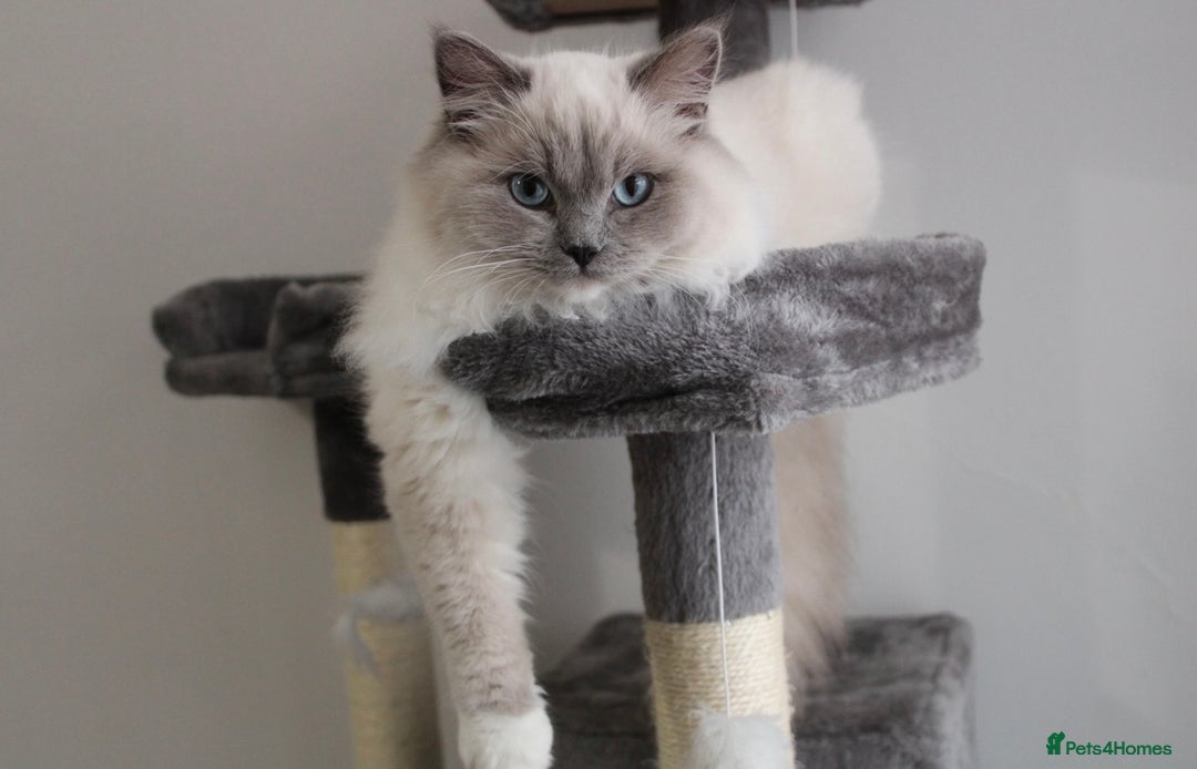 Ragdoll cats for sale: 💎 OUTSTANDING QUALITY MINK ragdoll kittens 💎 - Image 18