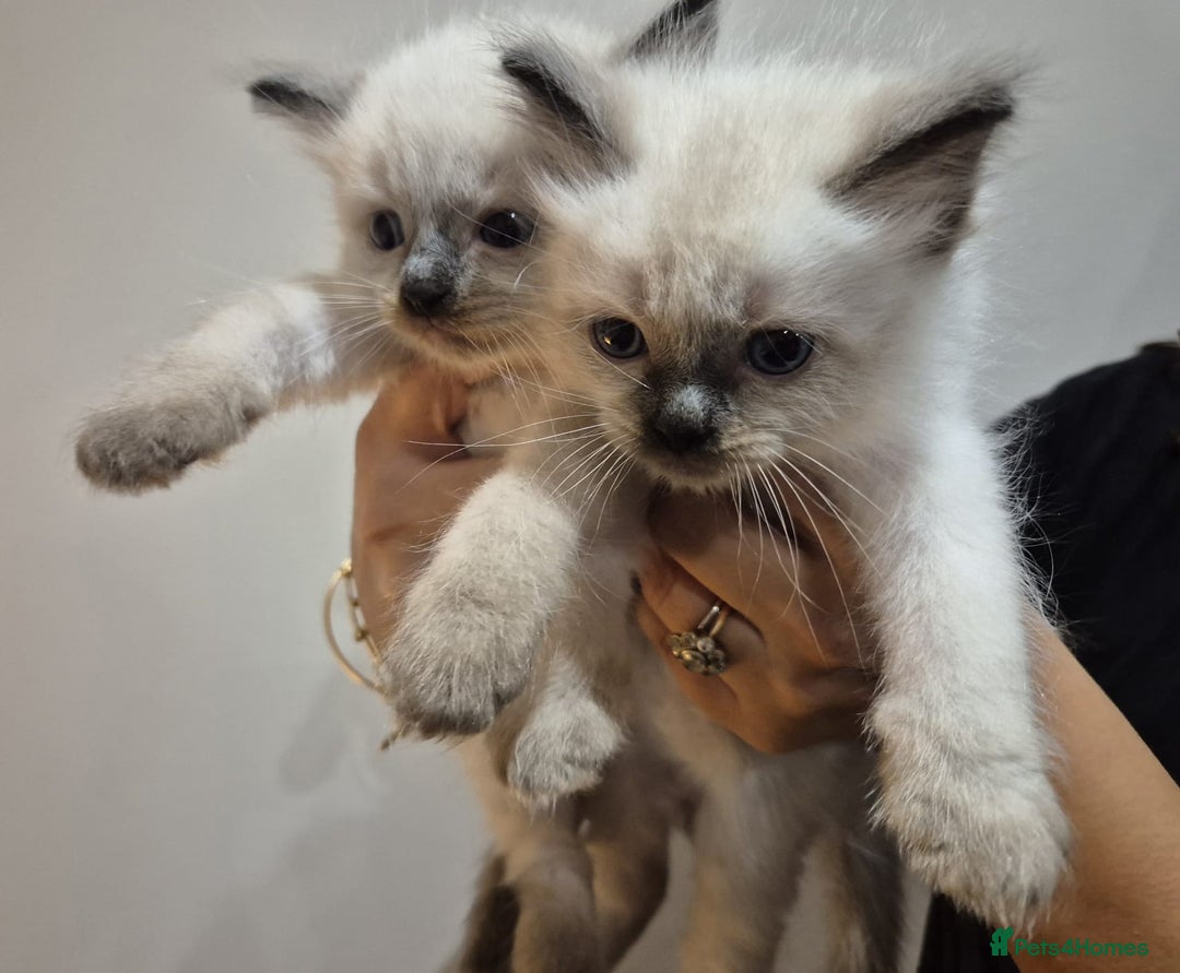 Ragdoll cats for sale: 2 Male Sealpoints ready to leave on 16th Dec - Advert 14