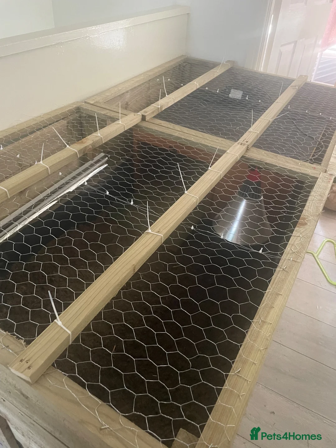 Tortoise reptiles for sale: Tortoise rehoming manchester - Advert 3