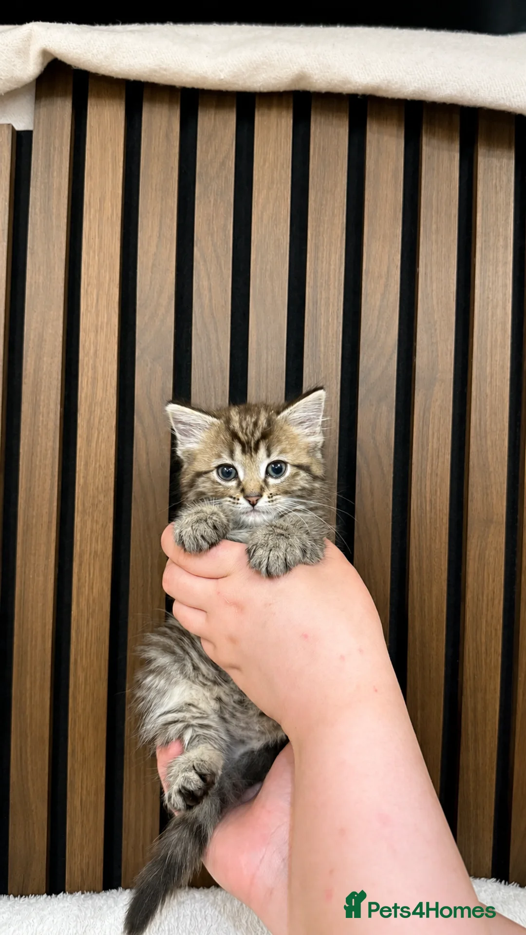 Ragdoll cats for sale: "Stunning Ragdoll Kittens | Tabby | Ready Now - Advert 36