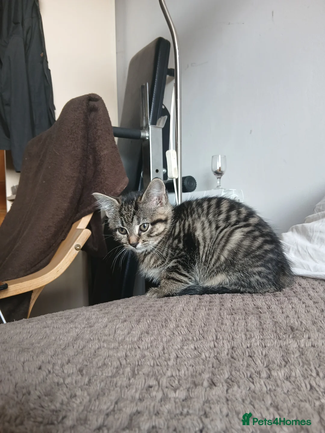 Mixed Breed cats for sale: Two beautiful kittens looking for a forever home. - Advert 3