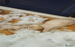 Mixed Breed cats for sale: Two girls looking for nome - Image 4