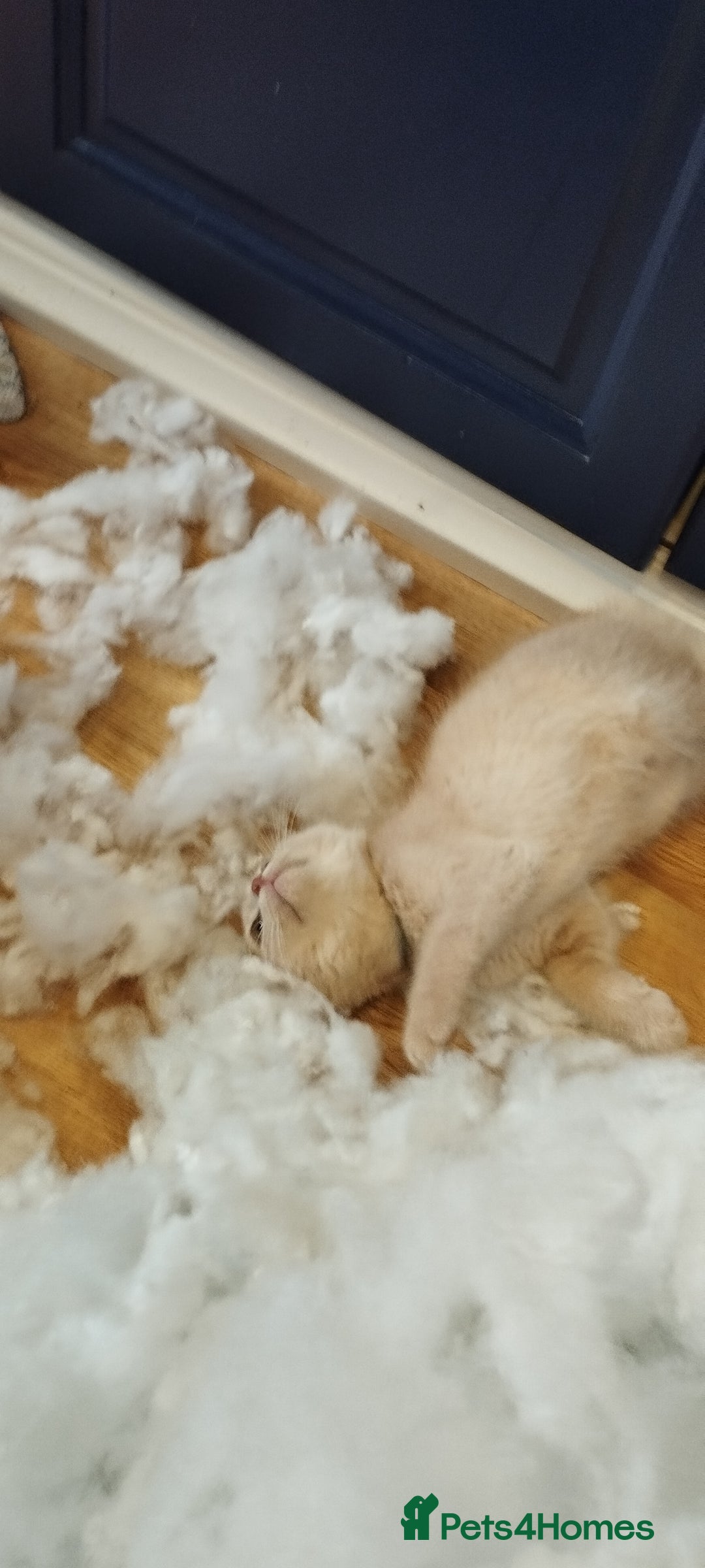 Mixed Breed cats for sale: Two girls looking for nome - Image 4