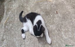Domestic Shorthair cats for sale: Stunning Tuxedo shorthair kittens. - Image 8