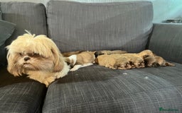 Shih Tzu dogs for sale: Beautiful litter or imperial Shih Tzu puppies  - Advert 25