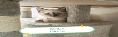Gloria 