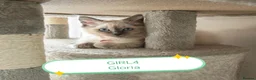 Ragdoll cats for sale: Wonderful purebred RAGDOLL  - Advert 12