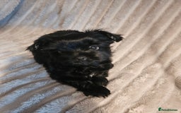 Yorkshire Terrier dogs for sale: SmaltypeYorkshire terrier Chocolate/black IHR.e.V  - Image 21
