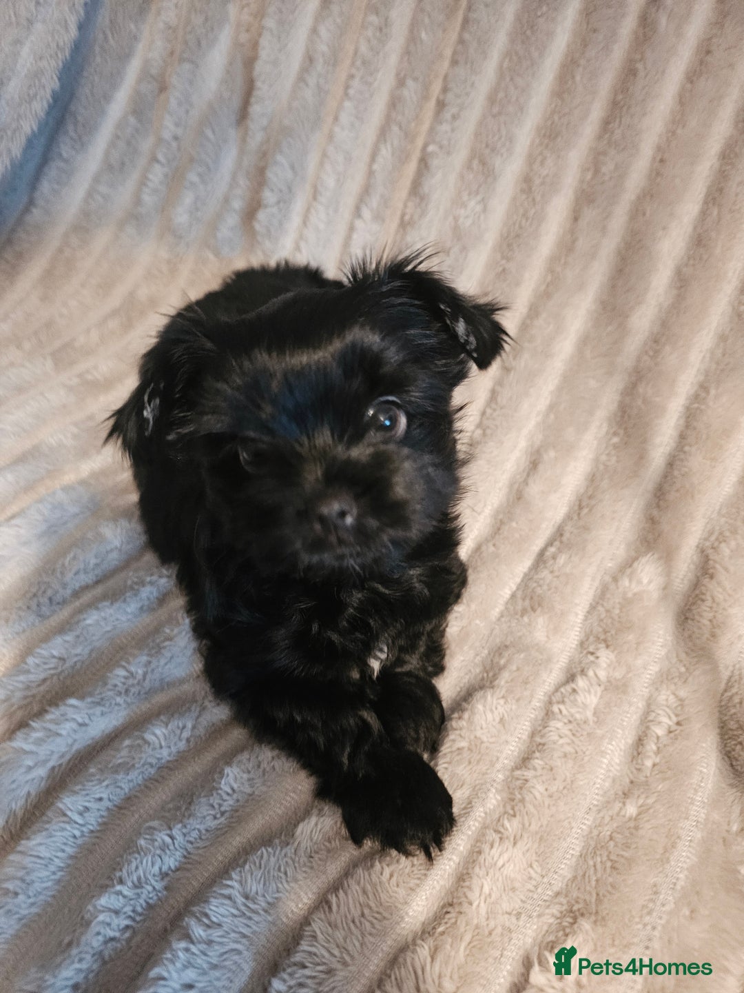 Yorkshire Terrier dogs for sale: SmaltypeYorkshire terrier Chocolate/black IHR.e.V  - Image 21
