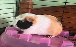 Guinea Pig rodents for sale: Beautiful boys - Image 5