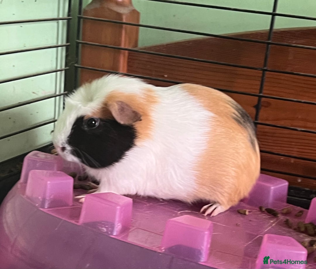 Guinea Pig rodents for sale: Beautiful boys - Image 5