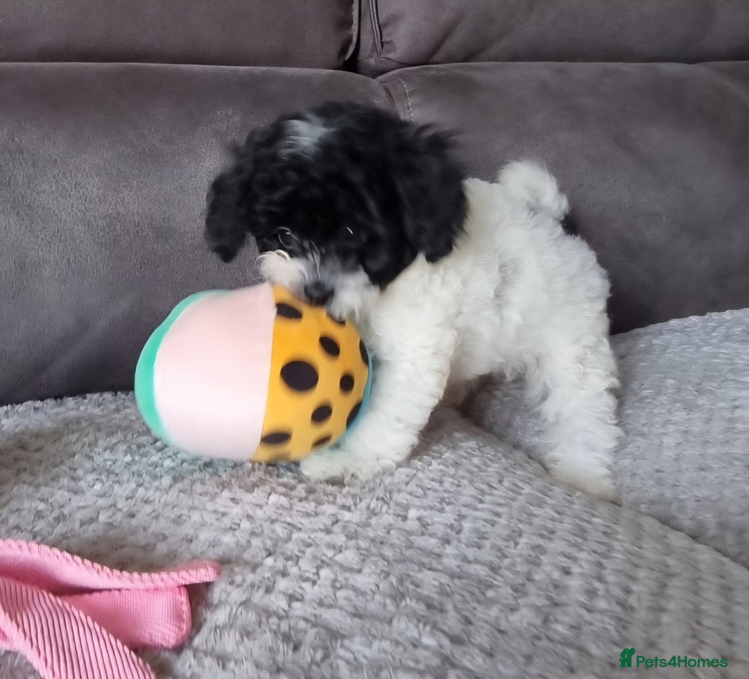 Cockapoo dogs for sale: Fully Vaccinated Best Friend Sofa Companions 🥰   - Image 20