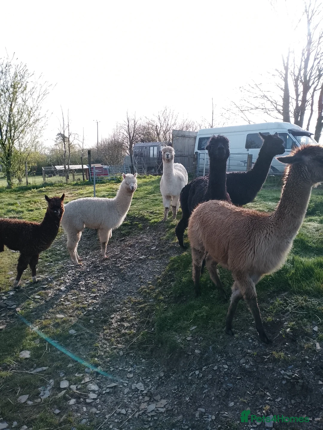 Alpaca livestock for sale: adult females and weanling males for sale - Advert 2