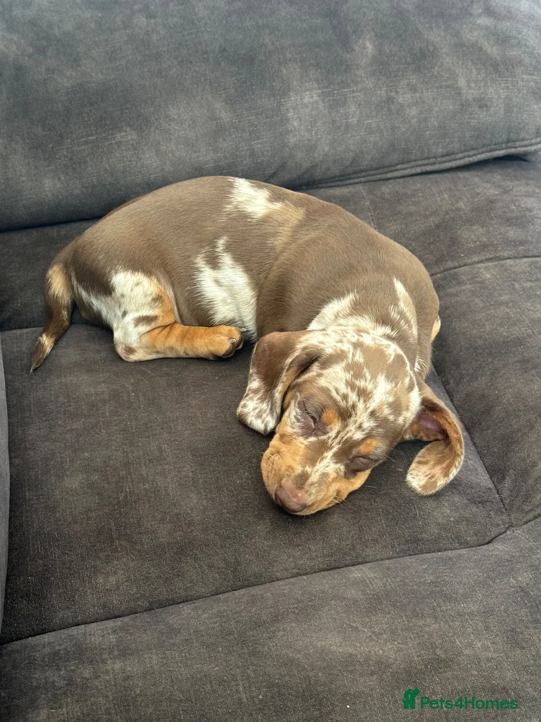 Miniature Dachshund dogs for sale: Ready now Beautiful miniature dachshund  - Advert 1