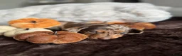 Miniature Dachshund dogs for sale: Miniature Dachshund Puppies Raised With Love in Bradford - Advert 9