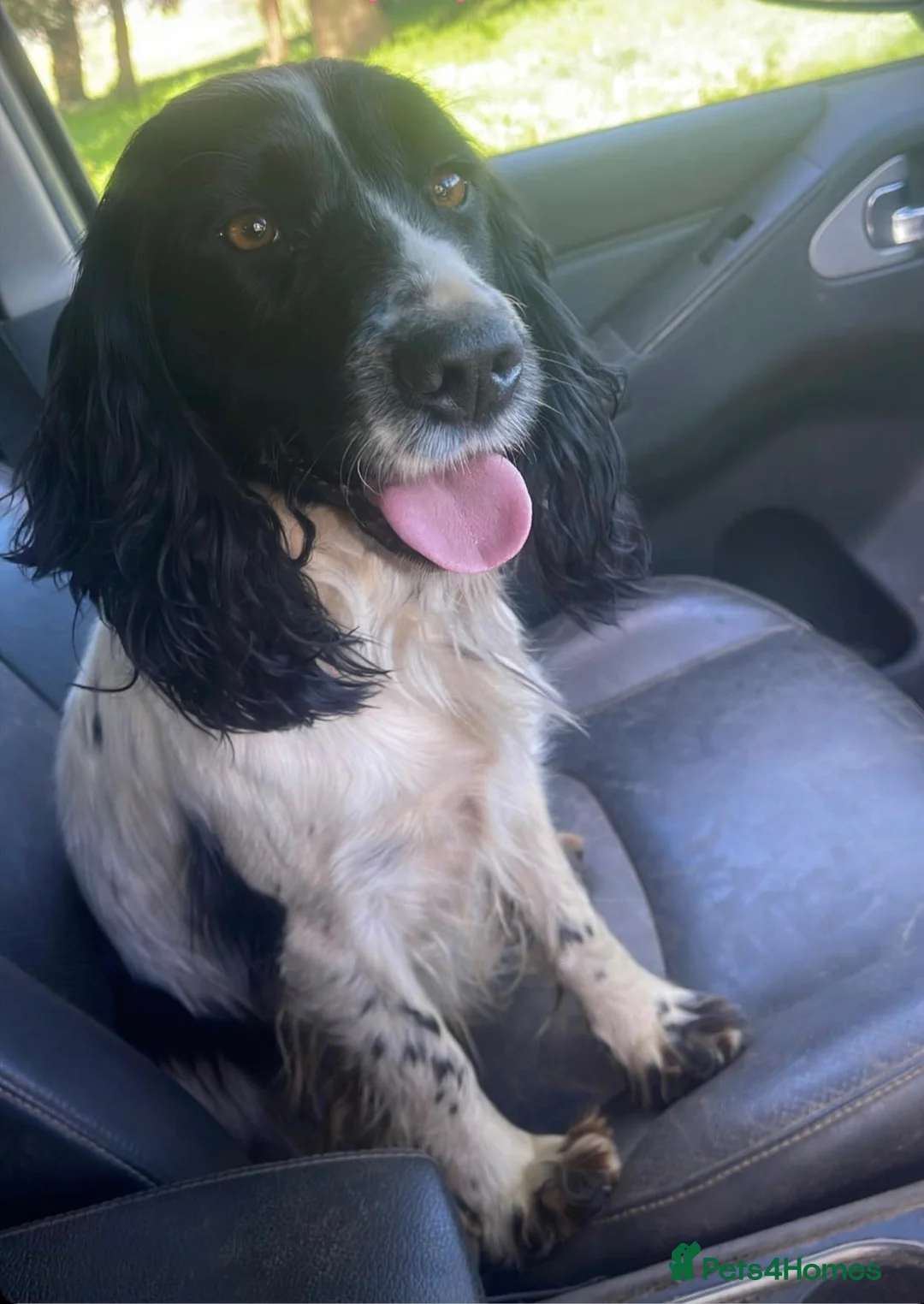 Cocker Spaniel dogs for sale: Working cocker spaniel puppies - Advert 2