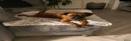 Mixed Breed dogs for sale: Puffin Puppies - Advert 1