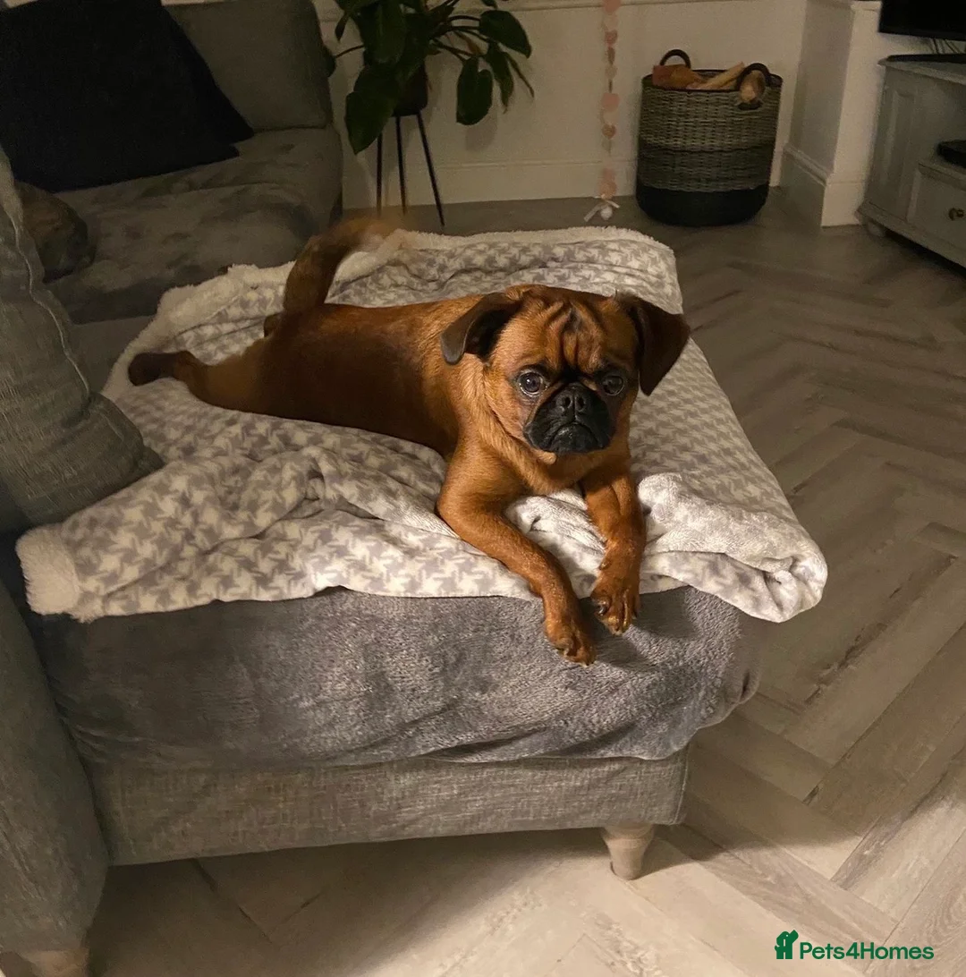 Mixed Breed dogs for sale: Puffin Puppies - Advert 1