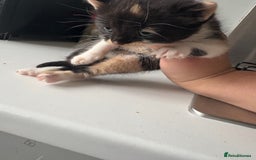 Mixed Breed cats for sale: 5 kittens for sale - Image 8