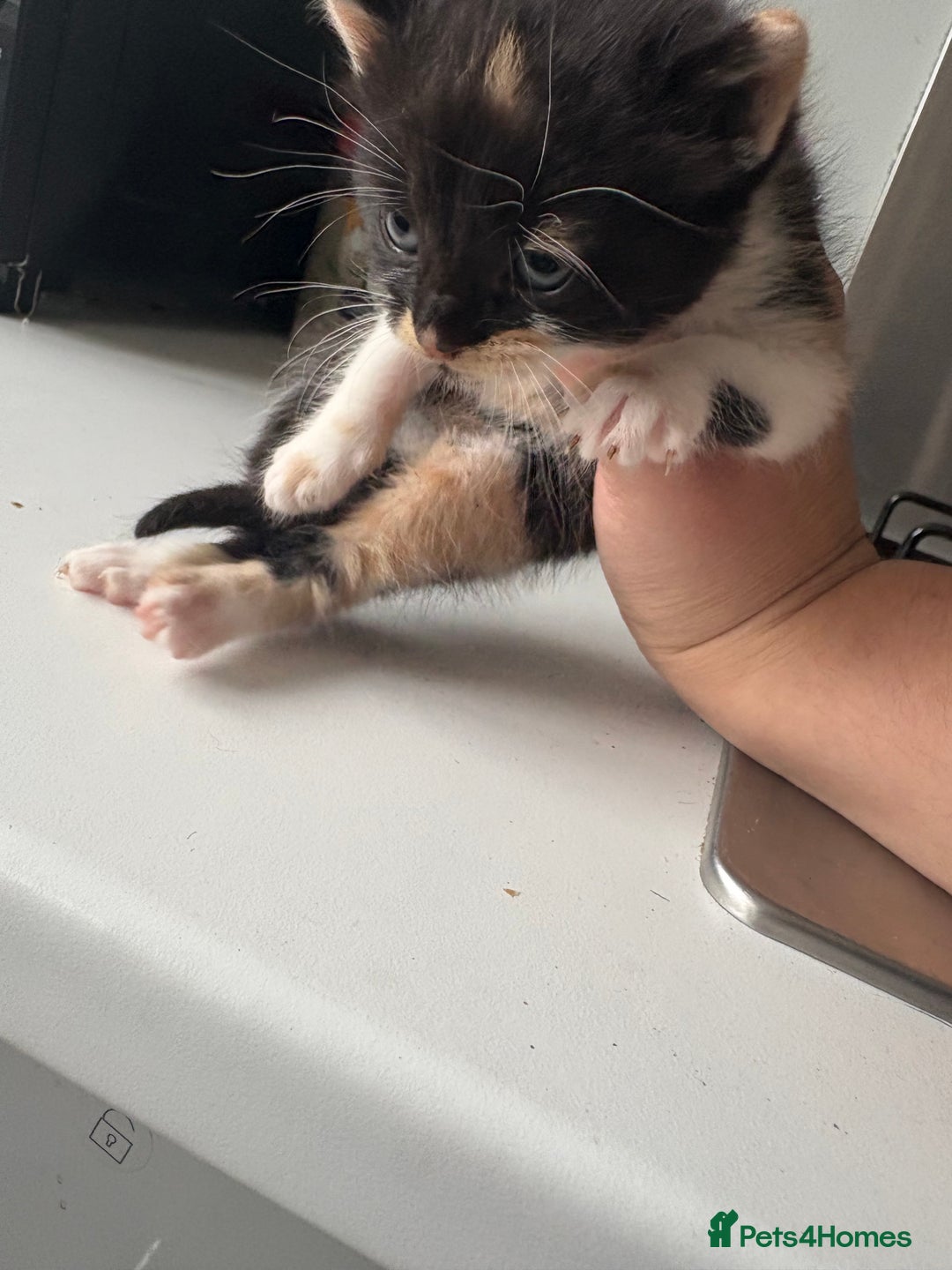 Mixed Breed cats for sale: 5 kittens for sale - Image 8