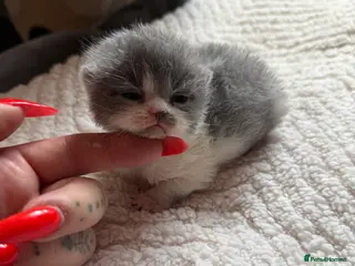 British Shorthair cats Pure British Shorthair outstanding quality 😻🥇🏆 - Advert 15