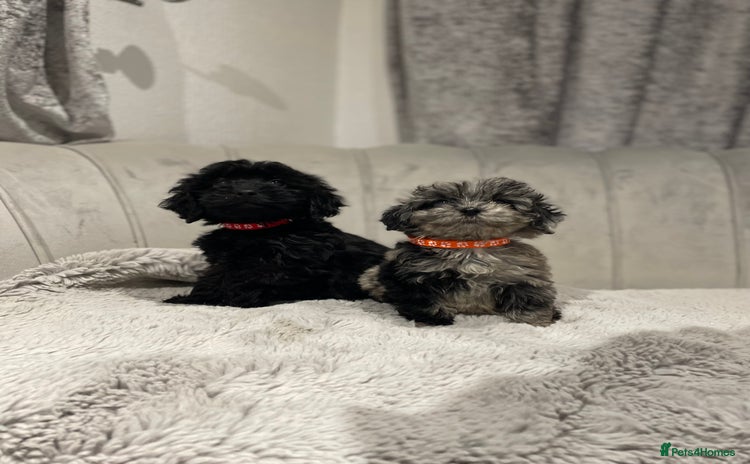 Cockapoo dogs Beautiful merle and black puppy’s available  - Advert 16