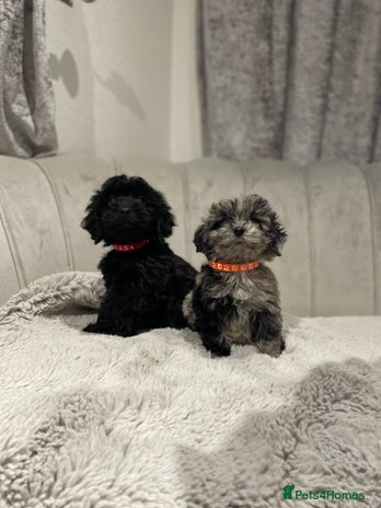 Cockapoo dogs Beautiful merle and black puppy’s available - Advert 16
