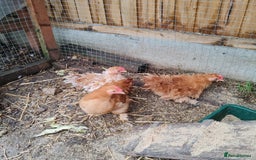 Chickens poultry for sale: Roosters - Advert 2