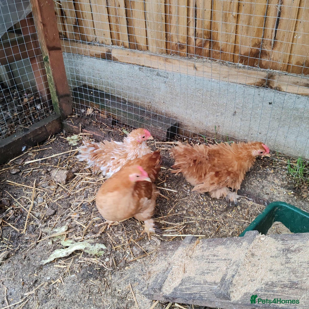 Chickens poultry for sale: Roosters - Advert 2