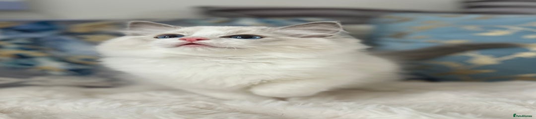 Ragdoll Kitten 2