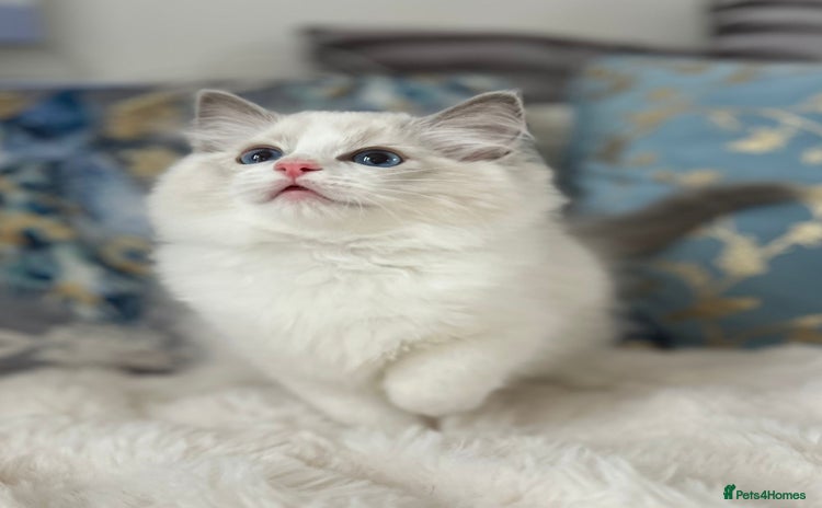 Ragdoll cats in Castleford - Advert 6