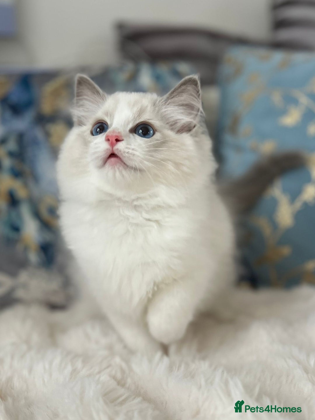 Ragdoll cats for sale: Beautiful Bicolour Ragdoll Kittens Home Raised, in Castleford - Image 3